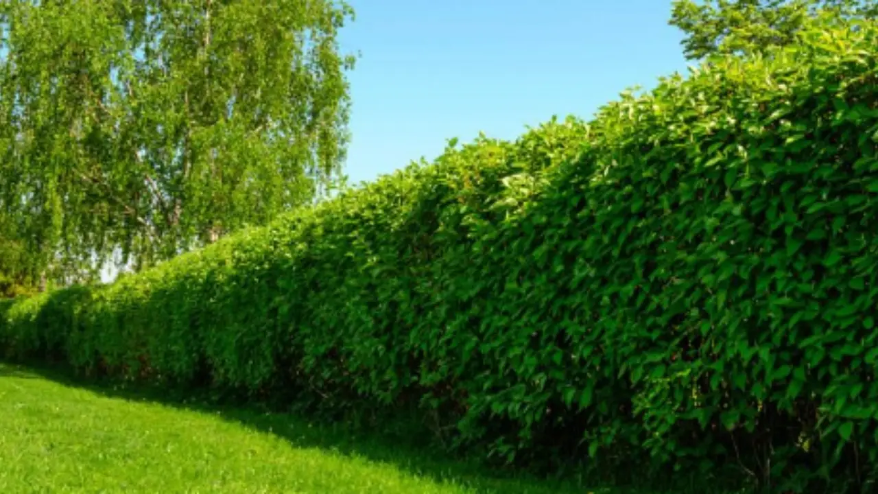 Quali sono le migliori piante da siepe che non perdono le foglie in inverno? Le sempreverdi