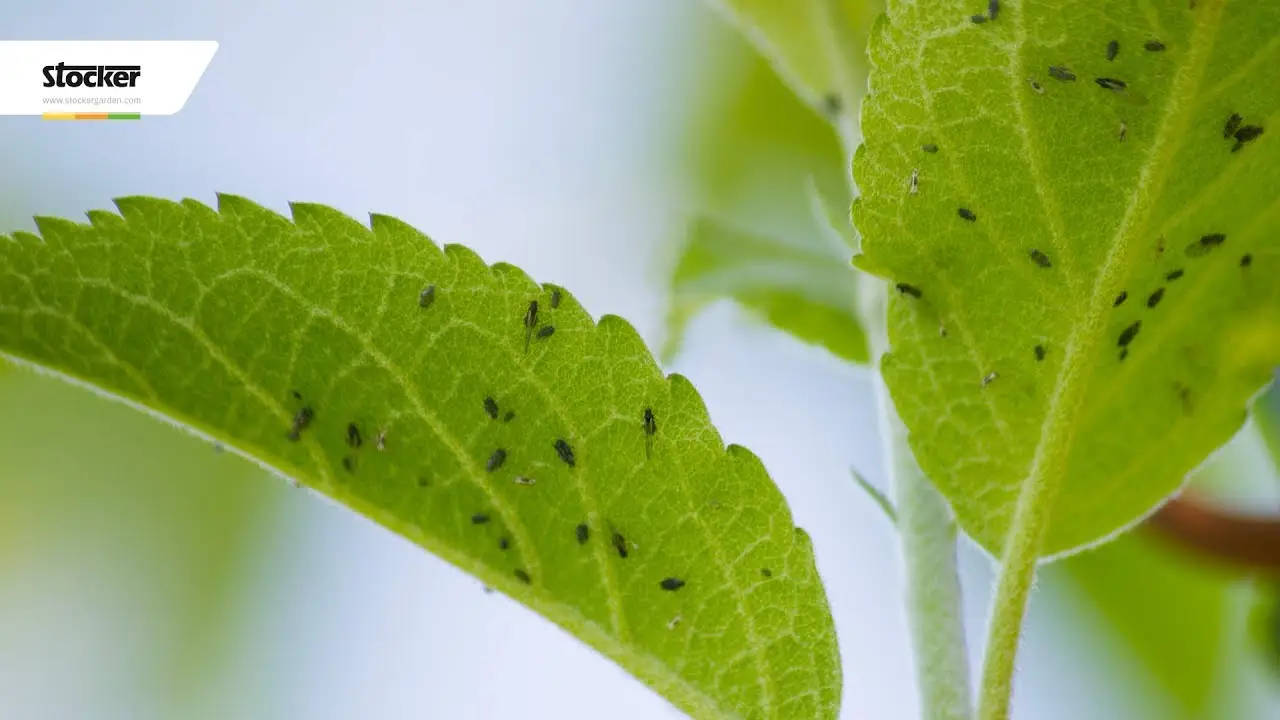 Come eliminare la cocciniglia in modo naturale