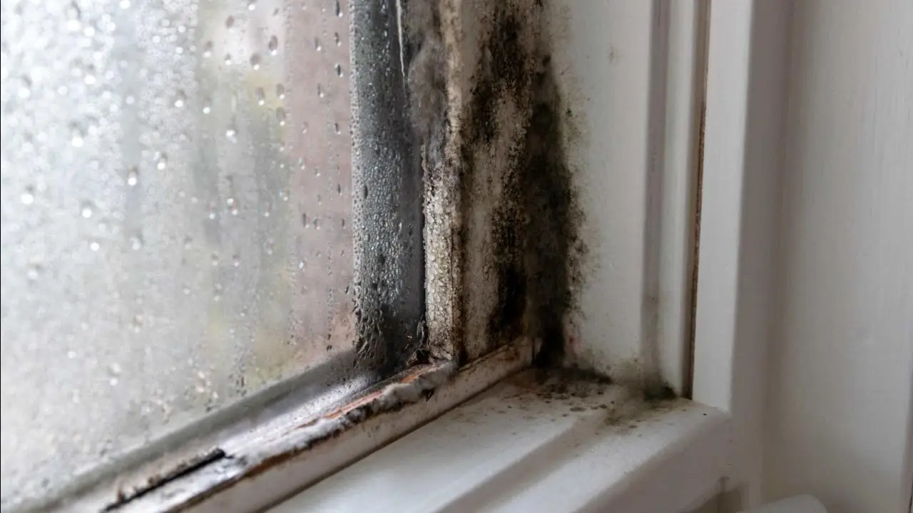 Come eliminare la muffa dalle finestre