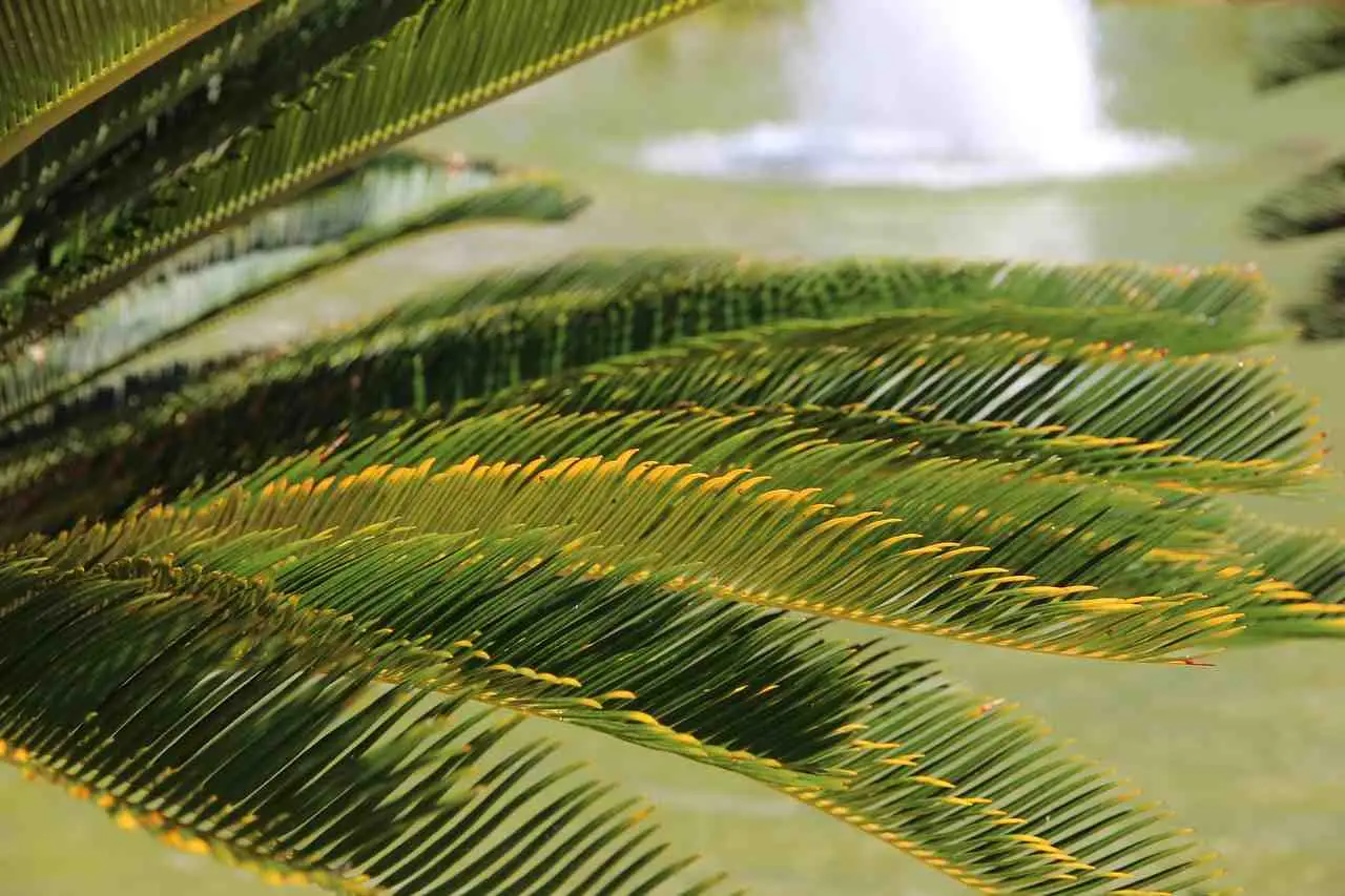 La tua cycas ha le foglie gialle, cosa fare? Non è una palma, ecco le sue esigenze