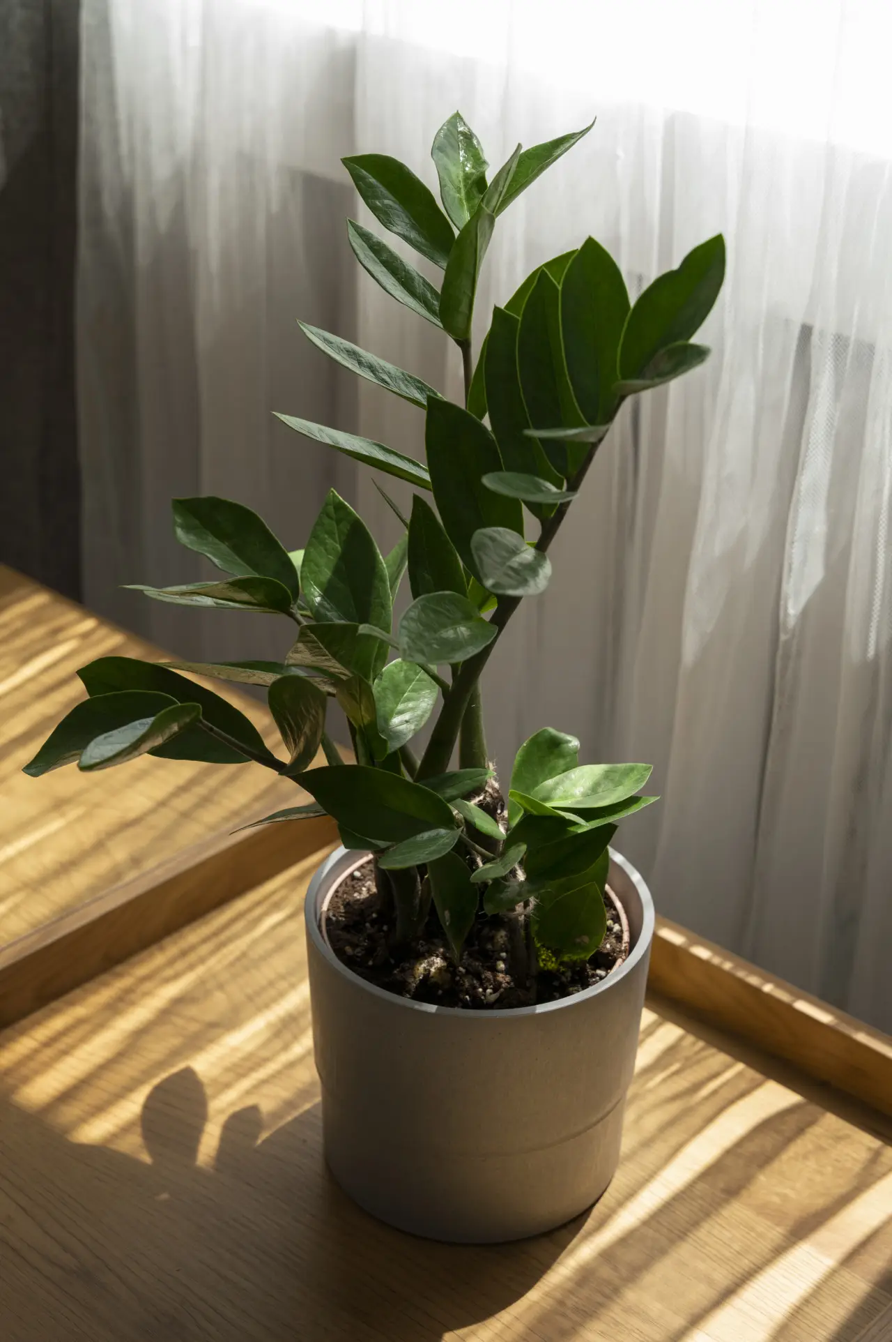 Le foglie della tua zamioculcas diventano gialle? Stai sbagliando a fare questa cosa