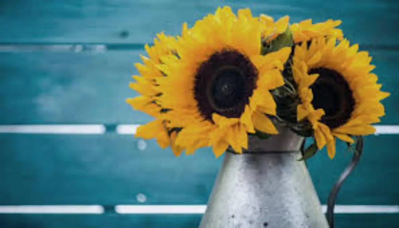 Come coltivare girasoli nani in vaso