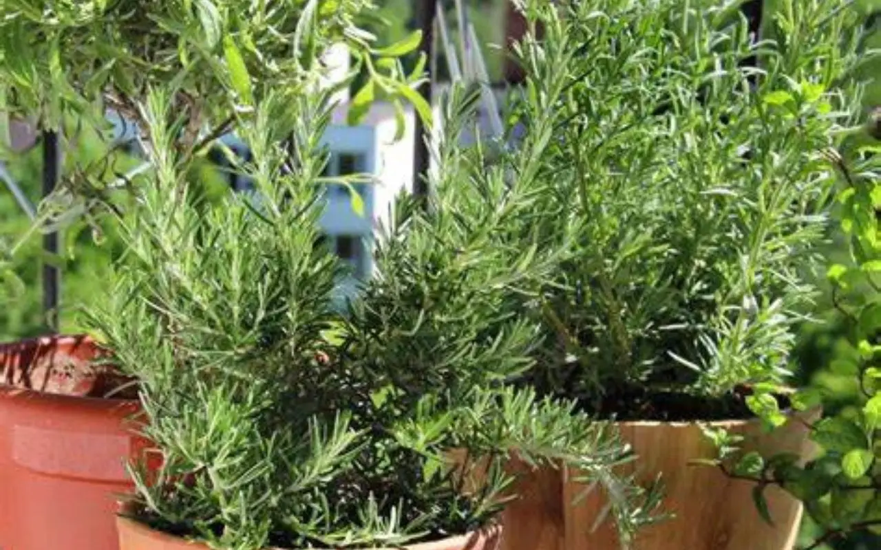 Come si fa a coltivare le erbe per i cocktail (Mojito, Gin Tonic)? Menta e rosmarino sul balcone