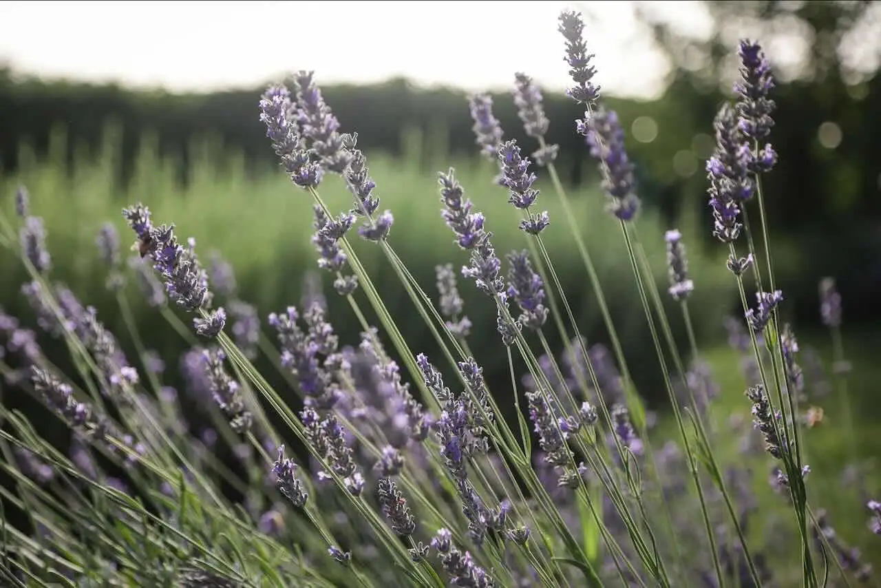 La tua lavanda si è seccata dopo l’estate? Ecco come potarla per farla ripartire